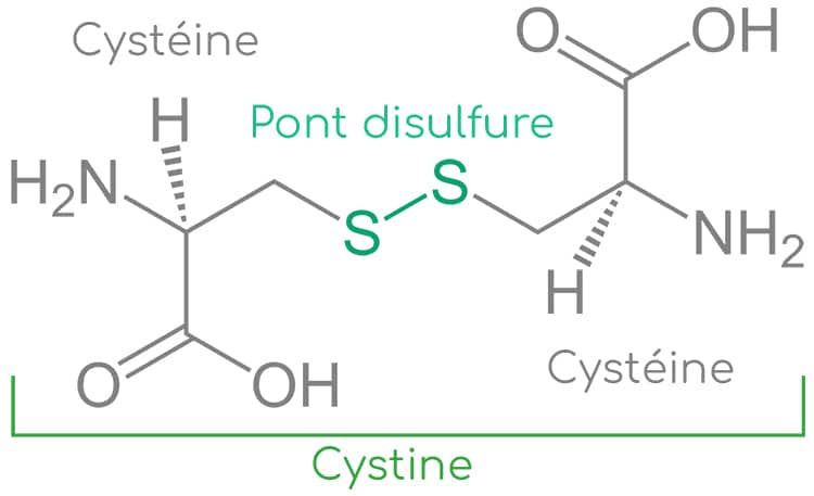 Cystéine et cystine
